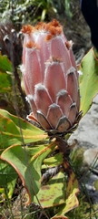 Protea speciosa