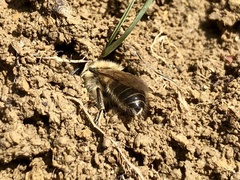 Colletes cunicularius