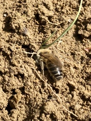 Colletes cunicularius