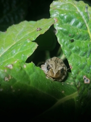 Semnodactylus wealii