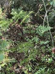 Asparagoideae