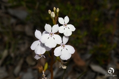 Isotoma hypocrateriformis