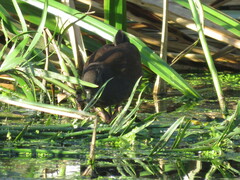 Zapornia flavirostra