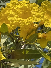 Tabebuia