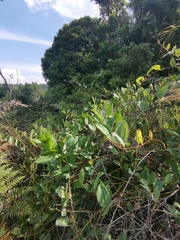 Smilax anceps