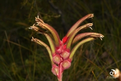 Anigozanthos