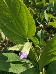 Smilax anceps