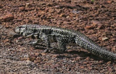 Salvator merianae merianae