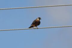Falco longipennis