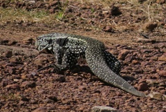 Salvator merianae merianae