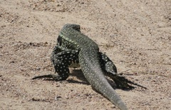 Salvator merianae merianae