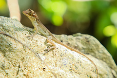 Anolis sagrei