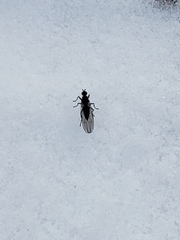 Sphaeroceroidea