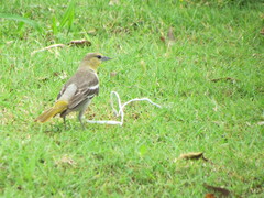 Icterus bullockii
