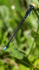 Cyanallagma interruptum