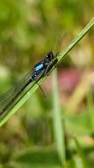 Cyanallagma interruptum