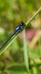 Cyanallagma interruptum