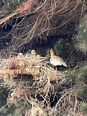 Theristicus melanopis