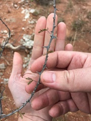 Mimosa aculeaticarpa