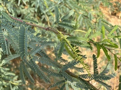 Prosopis alba
