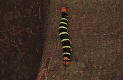 Pseudosphinx tetrio