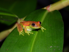 Boana cinerascens