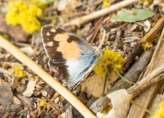 Colotis phisadia