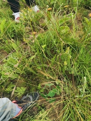 Senecio oxyriifolius