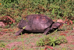 Chelonoidis carbonarius
