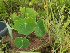 Senecio oxyriifolius