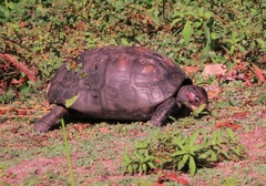 Chelonoidis carbonarius