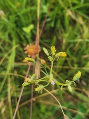 Senecio oxyriifolius