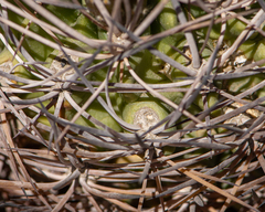 Eriosyce confinis
