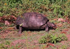 Chelonoidis carbonarius