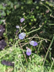 Utricularia livida