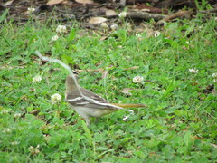 Icterus bullockii