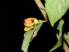 Boana cinerascens
