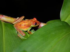 Boana cinerascens