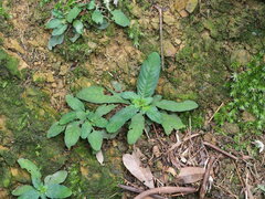 Staurogyne concinnula