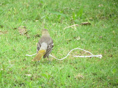Icterus bullockii