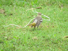 Icterus bullockii