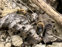 Colletes cunicularius
