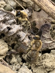 Colletes cunicularius