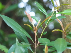 Ardisia quinquegona
