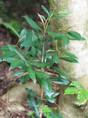 Ardisia quinquegona