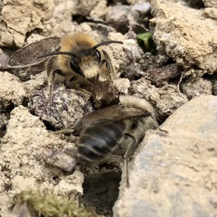 Colletes cunicularius