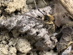 Colletes cunicularius