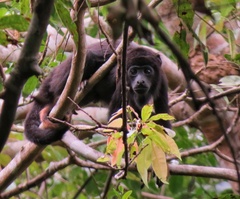 Alouatta belzebul