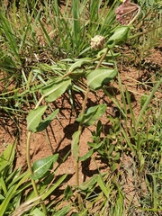 Asclepias albens