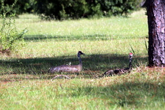 Antigone canadensis pulla